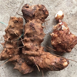 Khúc khắc (Thổ phục Linh)